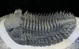 Gorgeous Spiny Drotops Armatus Trilobite - #24770-9